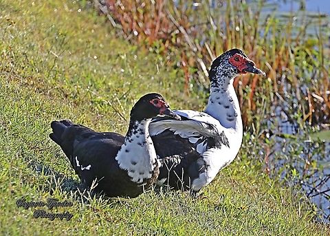 Feral Muscovy duck, Cairina moschata  Australia,Cairina moschata,Fall,Geotagged,Muscovy duck