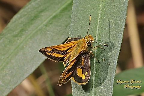 Yellow-banded dart, Ocybadistes walkeri sothis  Australia,Fall,Geotagged,Greenish grass-dart,Ocybadistes walkeri