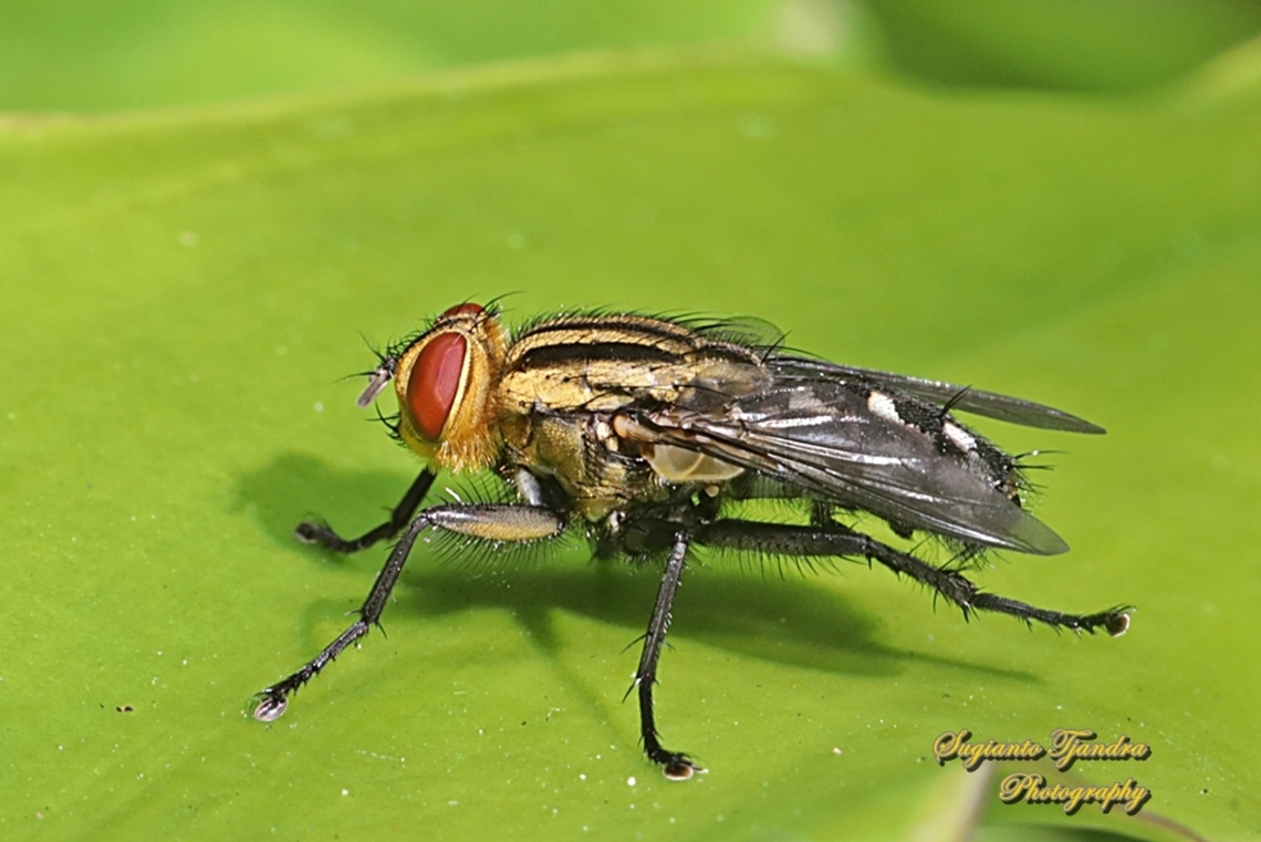Flesh fly, sarcophaga sp., family sarcophagidae  Australia,Fall,Geotagged