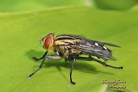 Flesh fly, sarcophaga sp., family sarcophagidae  Australia,Fall,Geotagged