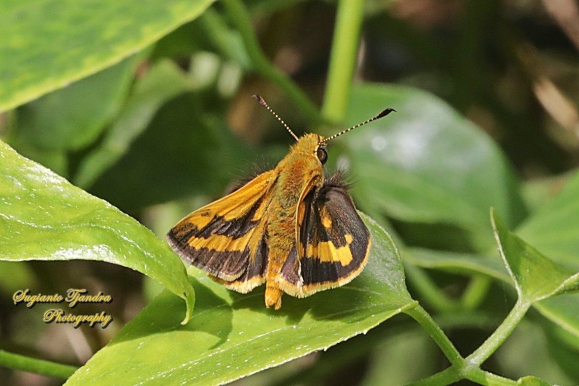 Yellow-banded dart, Ocybadistes walkeri sothis  Australia,Fall,Geotagged,Greenish grass-dart,Ocybadistes walkeri
