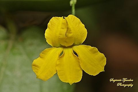 Hop goodenia, Goodenia ovata, family Goodeniaceae  Australia,Fall,Geotagged,Goodenia ovata,Hop goodenia