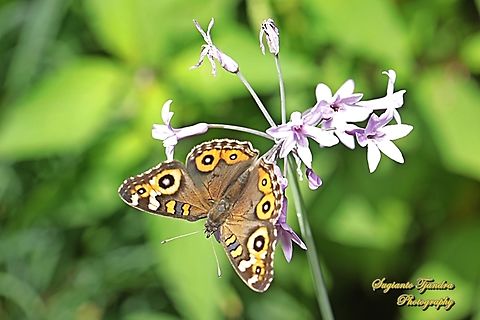 The Meadow Argus, Junonia Villida, family Nymphalidae "sucking nectar on the Society Garlic flower, Tulbaghia violacea, family Amaryllidaceae)  Australia,Fall,Geotagged,Junonia villida,Meadow Argus