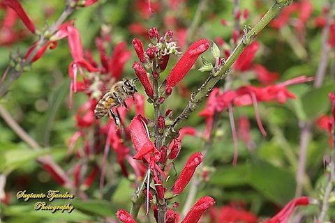 Western Honey bee, Apis mellifera "looking for nectar on the Pineapple Sage flowers, Salvia elegans"  Apis mellifera,Australia,Fall,Geotagged,Western honey bee