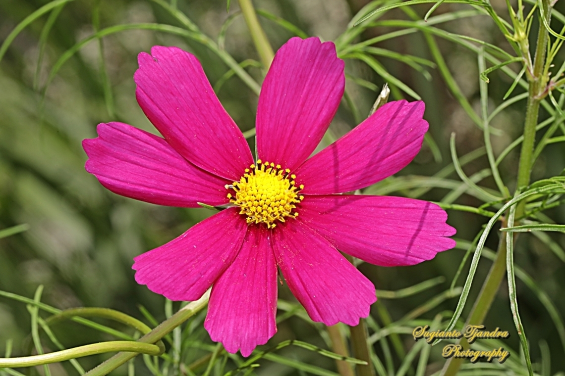 Pink Garden Cosmos, Cosmos bipinnatus  Australia,Cosmos bipinnatus,Fall,Garden Cosmos,Geotagged
