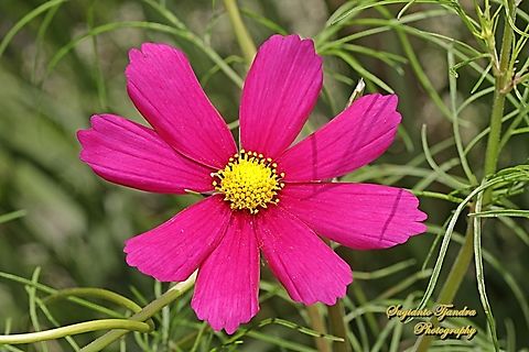 Pink Garden Cosmos, Cosmos bipinnatus  Australia,Cosmos bipinnatus,Fall,Garden Cosmos,Geotagged
