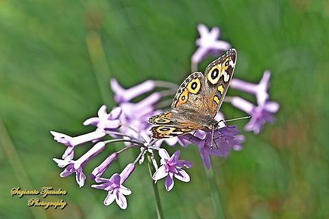 The Meadow Argus, Junonia Villida, family Nymphalidae "sucking nectar on the Society Garlic flower, Tulbaghia violacea, family Amaryllidaceae)  Australia,Fall,Geotagged,Junonia villida,Meadow Argus