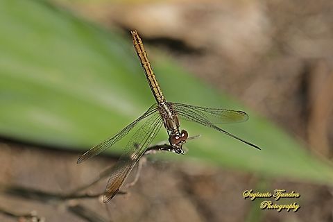 Scarlet Percher Dragonfly, Diplacodes haematodes (???), family Libellulidae - female  Australia,Diplacodes haematodes,Fall,Geotagged,Scarlet Percher