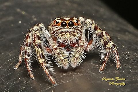 Garden Jumping Spider, Opisthoncus parcedentatus, family Salticidae  Australia,Fall,Garden jumping spider,Geotagged,Opisthoncus parcedentatus