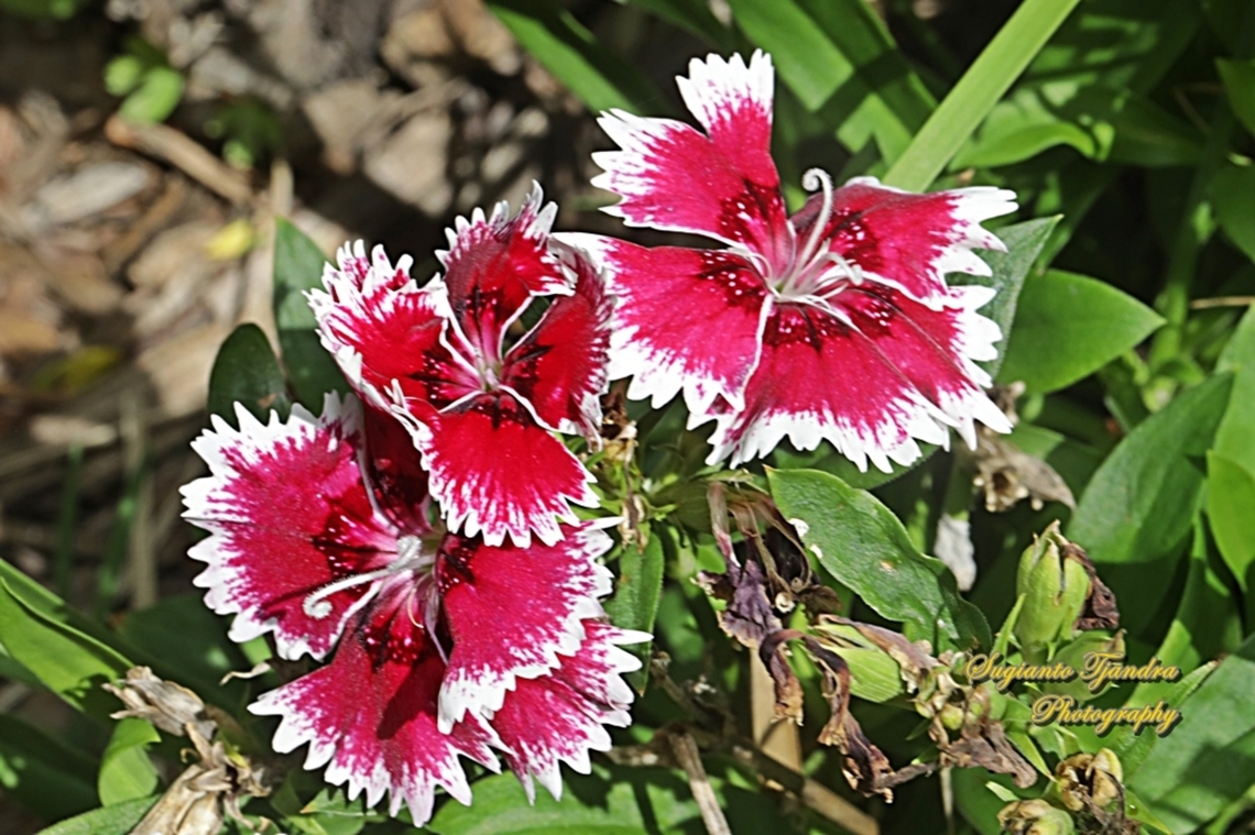 Sweet William, Dianthus barbatus, family Caryophyllaceae  Australia,Dianthus barbatus,Fall,Geotagged,Sweet William