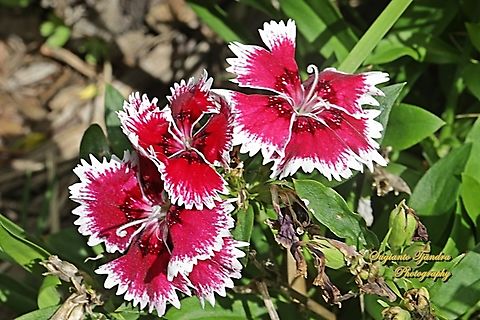 Sweet William, Dianthus barbatus, family Caryophyllaceae  Australia,Dianthus barbatus,Fall,Geotagged,Sweet William