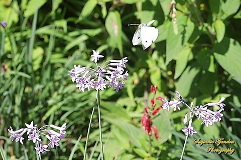 A white butterfly, Pieris rapae, family Pieridae "flying over the Society Garlic flowers, Tulbaghia violacea, family Amaryllidaceae)  Australia,Fall,Geotagged,Pieris rapae,Small White