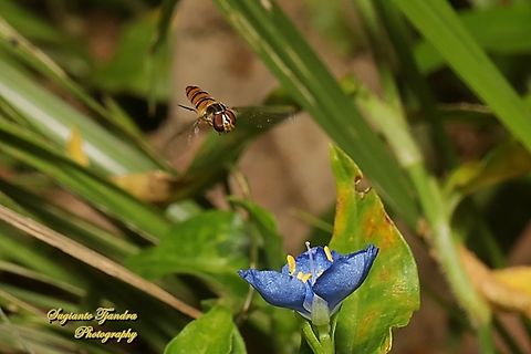 Grey-banded Hoverfly, Episyrphus sp., family Syrphidae "looking for nectar on the Climbing Dayflower, Commelina diffusa"  Australia,Fall,Geotagged