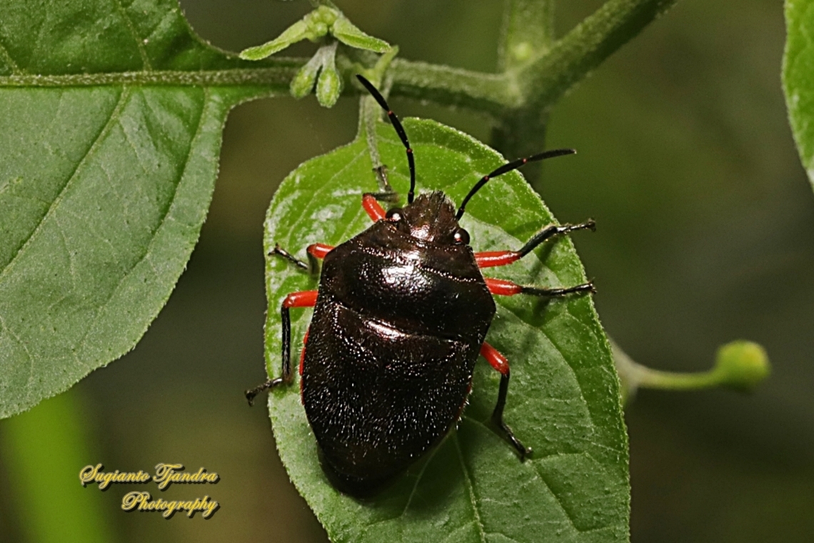 Shield-backed bug, Lampromicra aerea, family Scutellridae  Australia,Fall,Geotagged,Lampromicra aerea