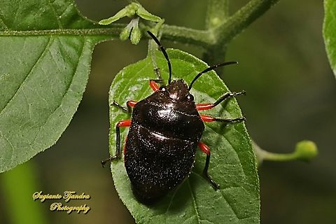 Shield-backed bug, Lampromicra aerea, family Scutellridae  Australia,Fall,Geotagged,Lampromicra aerea
