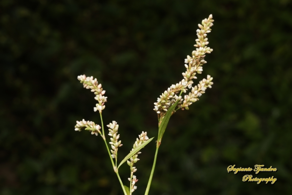 Alpine bistort, Bistorta vivipora, family Polygonaceae  Alpine bistort,Australia,Bistorta vivipara,Fall,Geotagged