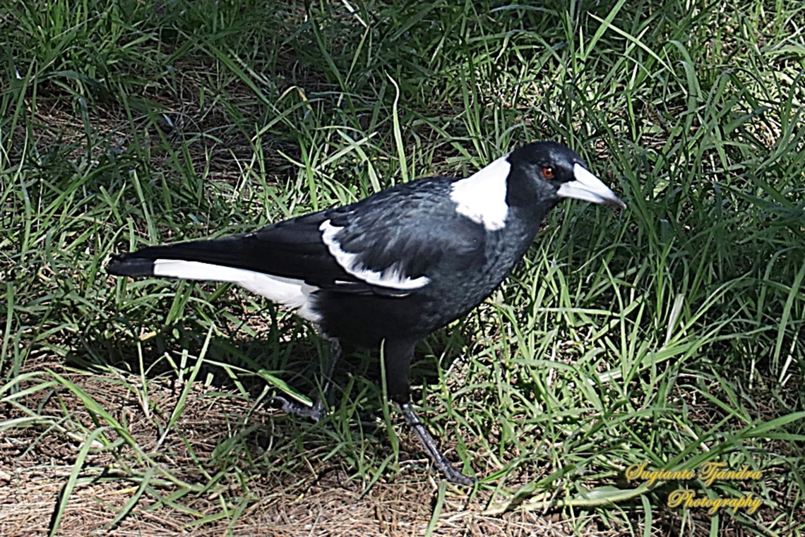 Australian Magpie, Gymnorhina tibicen  Australia,Australian magpie,Fall,Geotagged,Gymnorhina tibicen