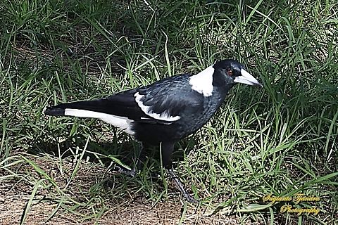 Australian Magpie, Gymnorhina tibicen  Australia,Australian magpie,Fall,Geotagged,Gymnorhina tibicen