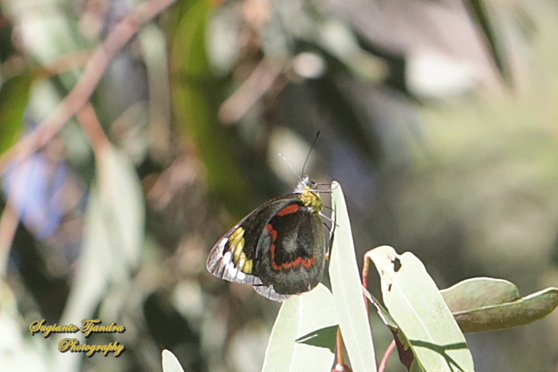 Black Jezebel, Delias nigrina, family Pieridae - female  Australia,Black Jezebel,Delias nigrina,Fall,Geotagged