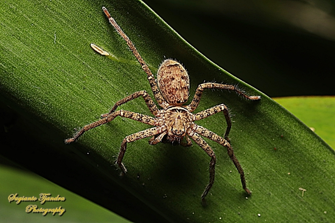 Brown huntsman spider, Heteropoda jugulans, family Sparassidae  Australia,Brisbane Huntsman,Fall,Geotagged,Heteropoda jugulans