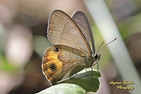 The common brown ringlet, Hypocysta metirius, family Nymphalidae - underside  Australia,Common Brown Ringlet,Fall,Geotagged,Hypocysta metirius