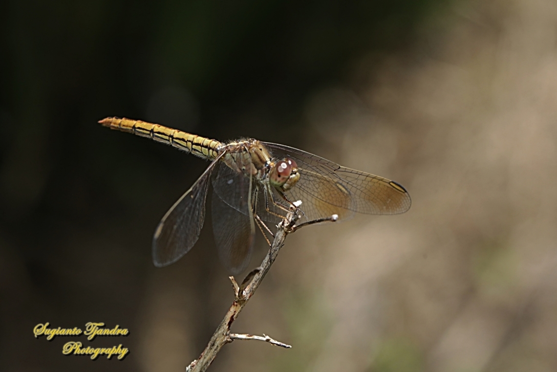 Scarlet Percher Dragonfly, Diplacodes haematodes, family Libellulidae - female  Australia,Diplacodes haematodes,Fall,Geotagged,Scarlet Percher