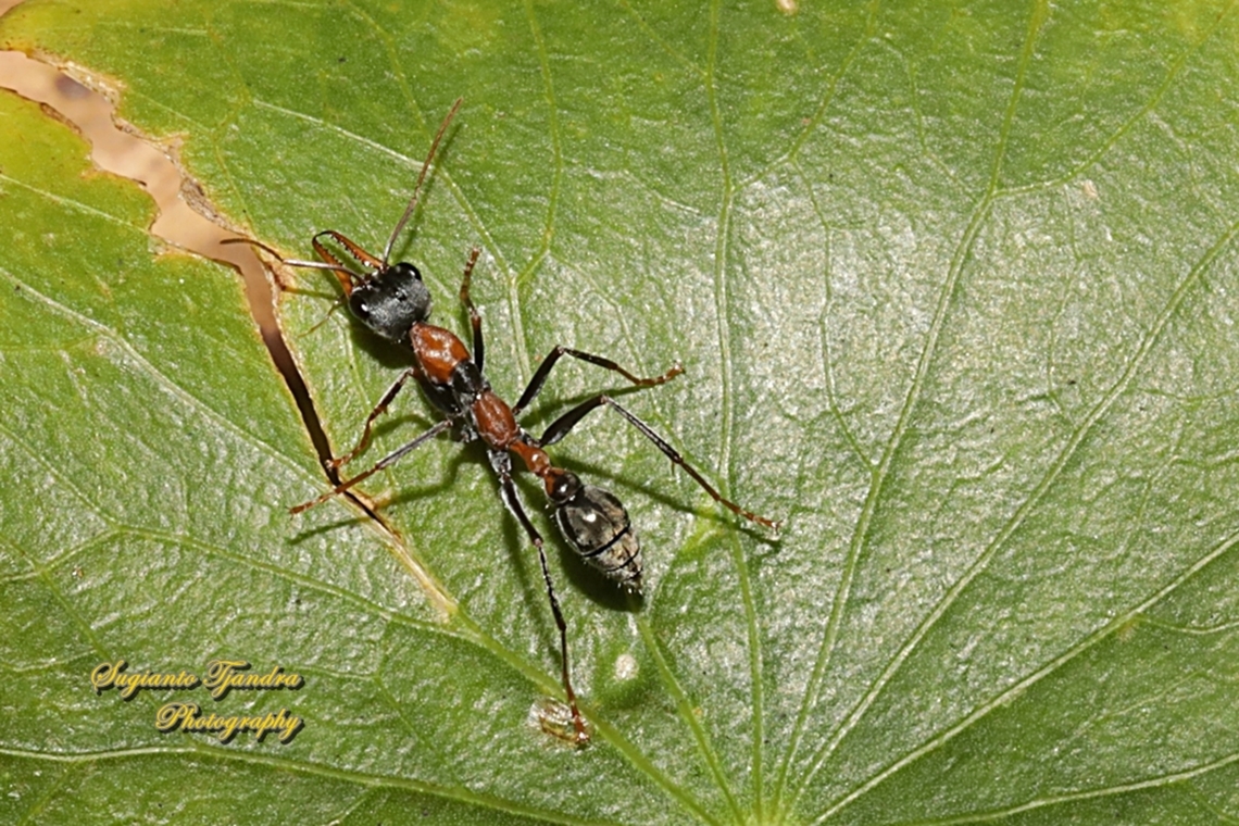 Jumping Jack Ant, Myrmecia nigrocincta, family Formicidae  Australia,Fall,Geotagged,Jumper ant,Myrmecia nigrocincta