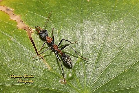 Jumping Jack Ant, Myrmecia nigrocincta, family Formicidae  Australia,Fall,Geotagged,Jumper ant,Myrmecia nigrocincta