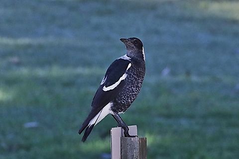 Australian Magpie, Gymnorhina tibicen  Australia,Australian magpie,Fall,Geotagged,Gymnorhina tibicen