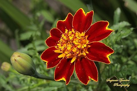 The French marigold, Tagetes patula, family Astraceae  Australia,Fall,French marigold,Geotagged,Tagetes patula
