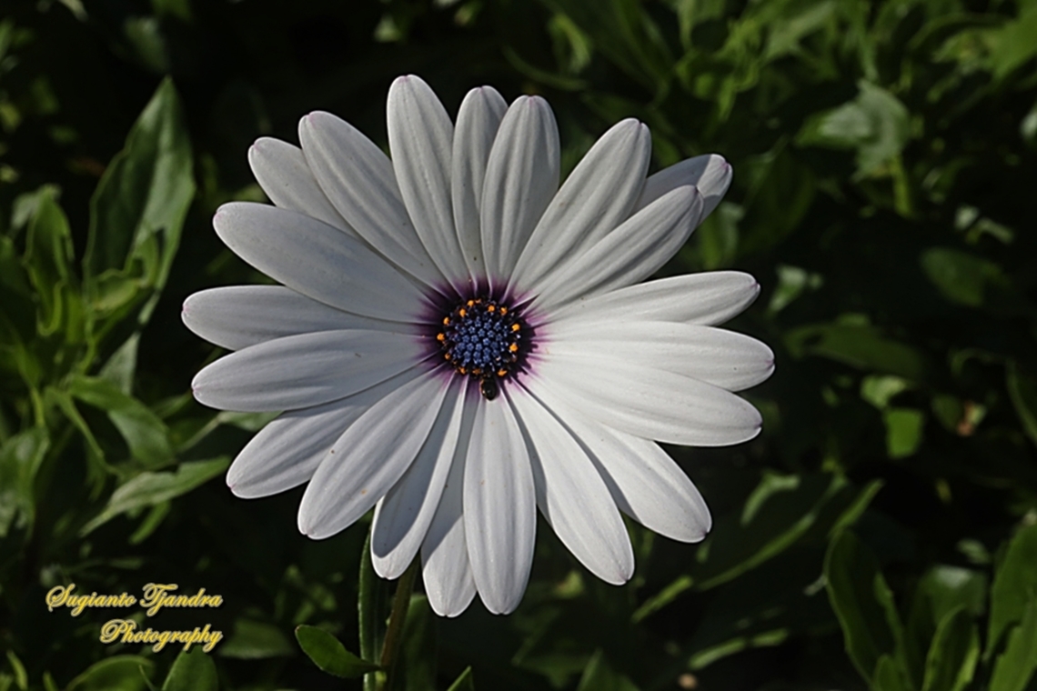 Blue-eyed daisy, Dimorphoteca frticosa, family Asteraceae  Australia,Dimorphotheca fruticosa,Fall,Geotagged