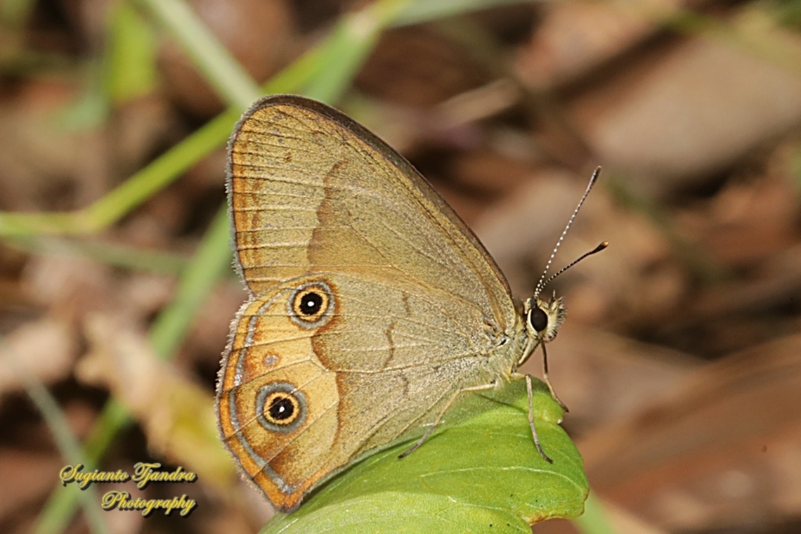 The common brown ringlet, Hypocysta metirius, family Nymphalidae - underside  Australia,Common Brown Ringlet,Fall,Geotagged,Hypocysta metirius