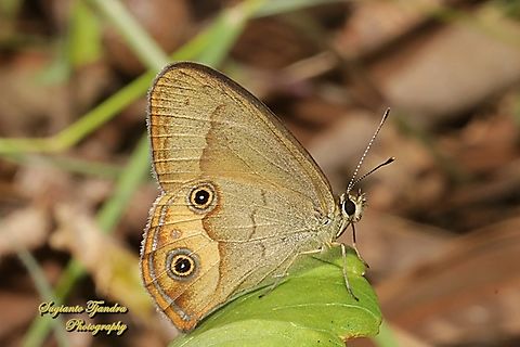 The common brown ringlet, Hypocysta metirius, family Nymphalidae - underside  Australia,Common Brown Ringlet,Fall,Geotagged,Hypocysta metirius