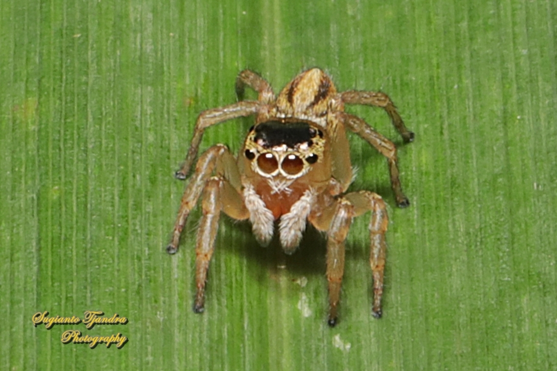 Small Striped Jumping Spider, Maratus scutulatus (Lycidas scutulatus), family Salticidae  Australia,Fall,Geotagged,Maratus scutulatus