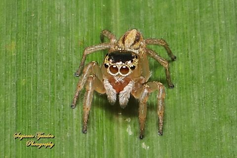 Small Striped Jumping Spider, Maratus scutulatus (Lycidas scutulatus), family Salticidae  Australia,Fall,Geotagged,Maratus scutulatus