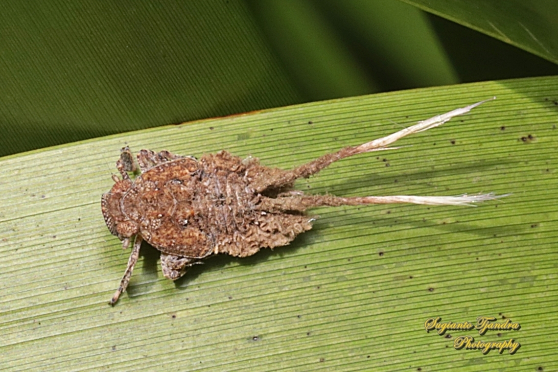 Squathoppers nymph, family Eurybrachidae  Australia,Fall,Geotagged