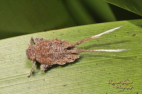 Squathoppers nymph, family Eurybrachidae  Australia,Fall,Geotagged