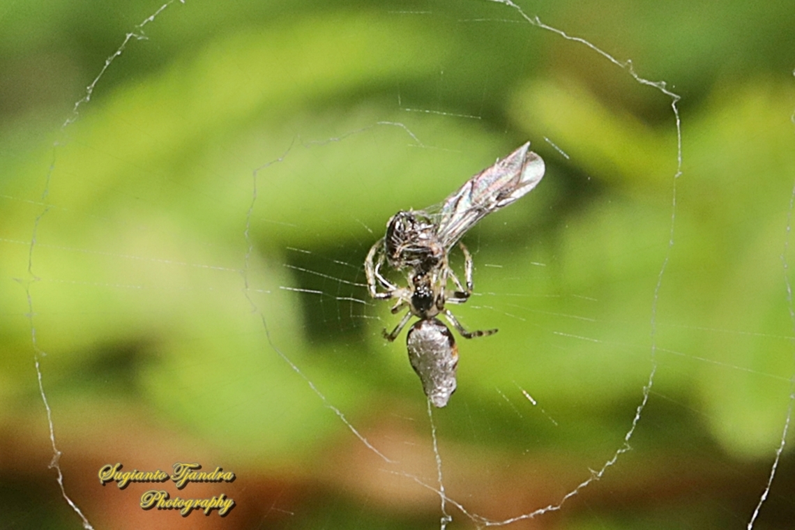 Trashline orbweaver spider, Cyclosa Sp., Araneinae, family Araneidae w/prey  Australia,Fall,Geotagged