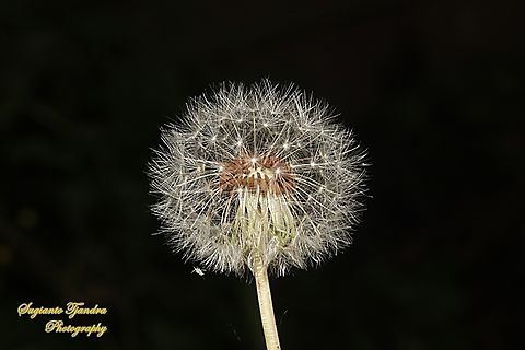 Common dandelion, Taraxacum officinale, family Asteraceae Forest Lodge, New South Wales, Australia  Australia,Common dandelion,Fall,Geotagged,Taraxacum officinale