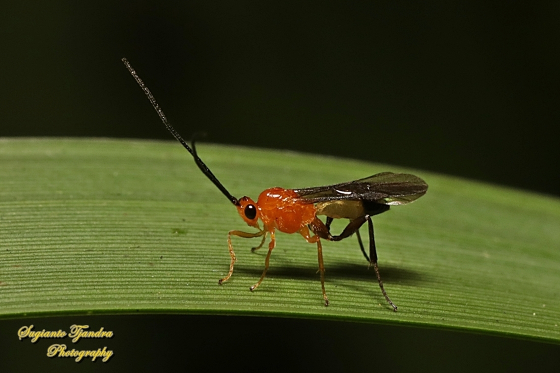 Orange Stout Braconid Wasp, Campyloneurus sp, family Braconidae  Australia,Fall,Geotagged