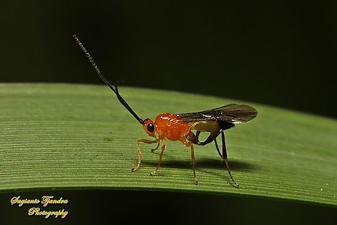 Orange Stout Braconid Wasp, Campyloneurus sp, family Braconidae  Australia,Fall,Geotagged