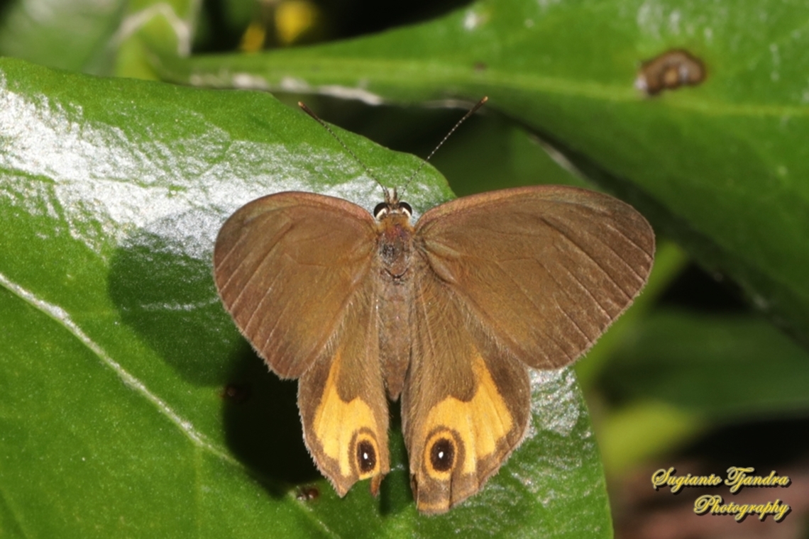 The common brown ringlet, Hypocysta metirius, family Nymphalidae - upperside  Australia,Common Brown Ringlet,Fall,Geotagged,Hypocysta metirius