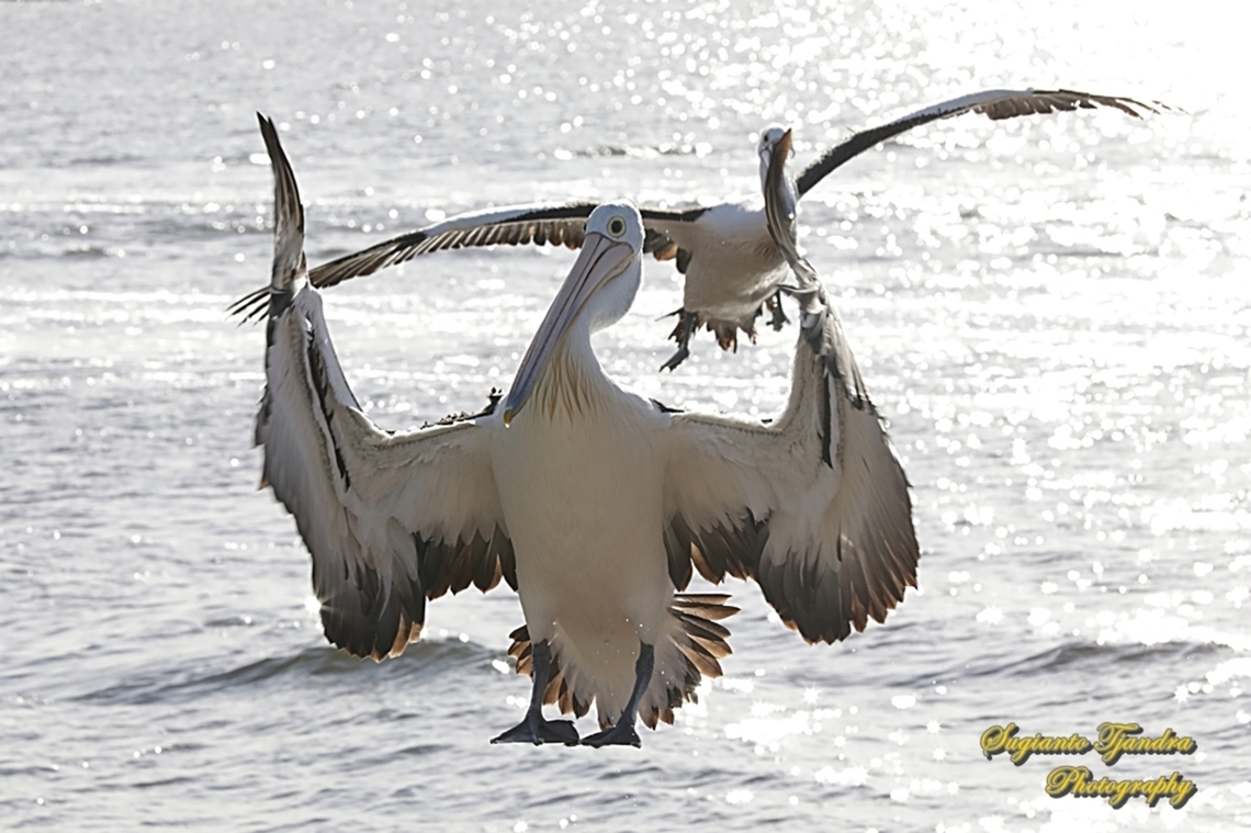 Pelicans, family Pelecanidae "prepare for landing"  Australia,Australian Pelican,Fall,Geotagged,Pelecanus conspicillatus