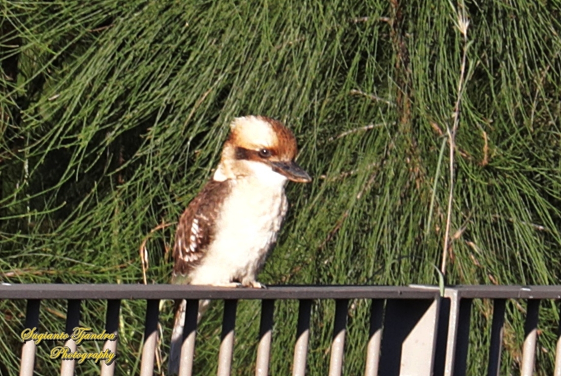 Kookaburra  Australia,Dacelo novaeguineae,Fall,Geotagged,Laughing Kookaburra