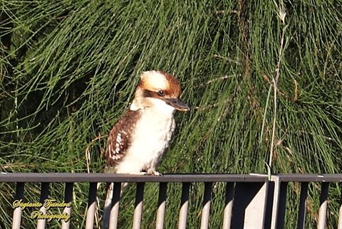 Kookaburra  Australia,Dacelo novaeguineae,Fall,Geotagged,Laughing Kookaburra
