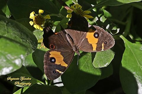 The swordgrass brown, Tisiphone abeona, family Nymphalidae - upperside  Australia,Fall,Geotagged,Swordgrass brown,Tisiphone abeona