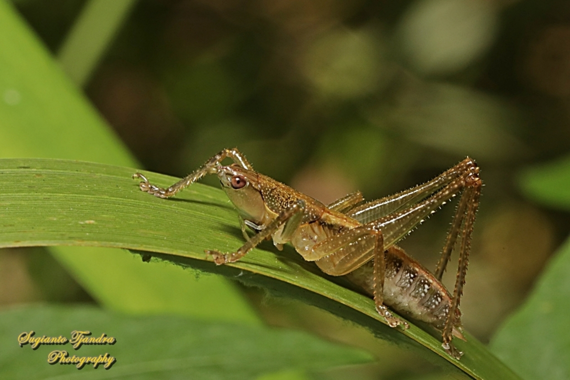 Olive-green Coastal Katrydid, Austrosalomona falcata  Australia,Austrosalomona falcata,Fall,Geotagged,Olive-green Coastal Katydid