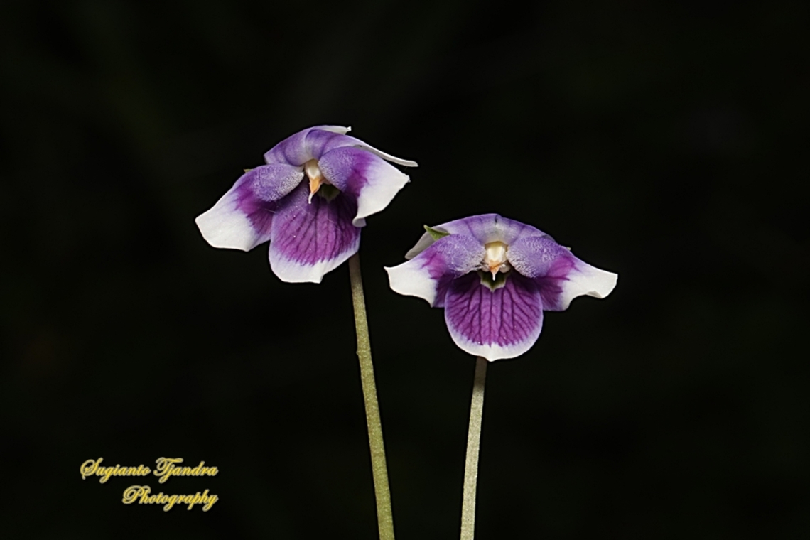 Australian violet flowers, Viola hederacea, family Violaceae  Australia,Fall,Geotagged,Ivy Leaved Violet,Viola  hederacea