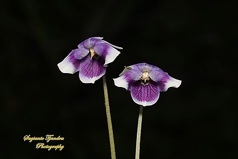 Australian violet flowers, Viola hederacea, family Violaceae  Australia,Fall,Geotagged,Ivy Leaved Violet,Viola  hederacea