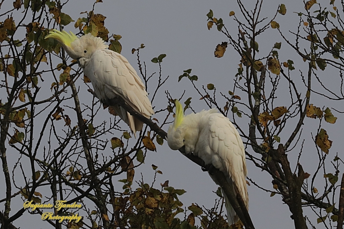 The sulfur-crested cockatoo, family Cacatuidae  Australia,Cacatua galerita,Fall,Geotagged,Sulphur Crested